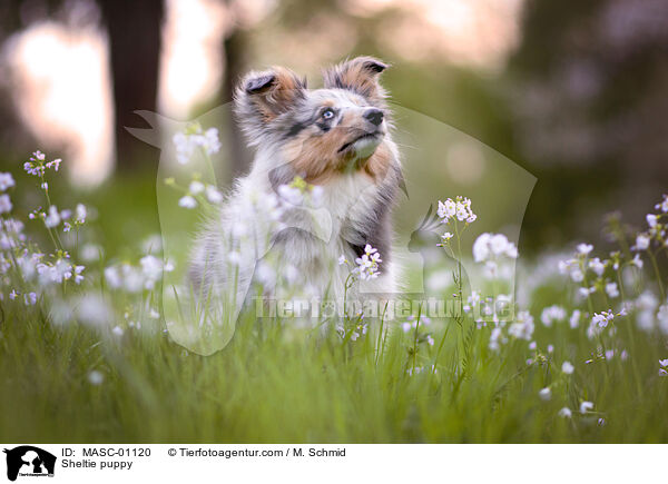 Sheltie puppy / MASC-01120