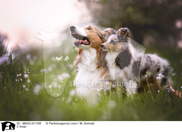 2 dogs / MASC-01166