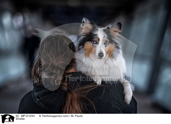 Sheltie / Sheltie / MP-01044