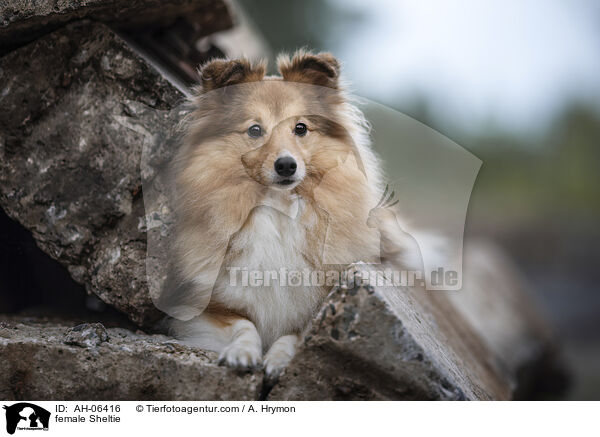 Sheltie Hndin / female Sheltie / AH-06416