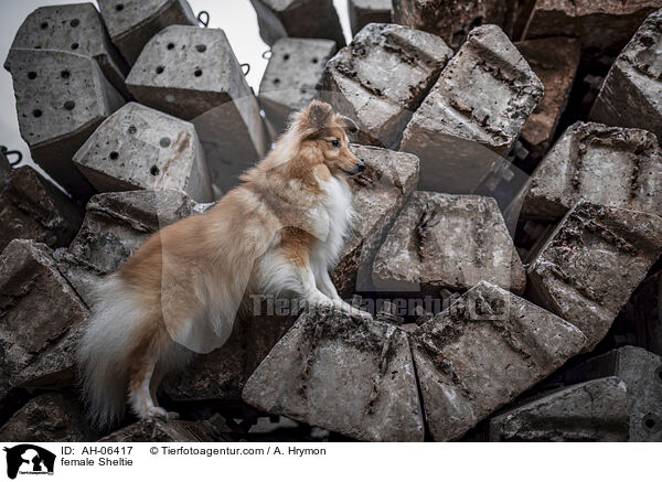 Sheltie Hndin / female Sheltie / AH-06417