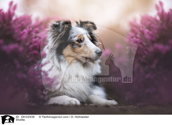 Sheltie / Sheltie / DH-02936