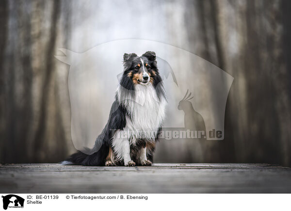 Sheltie / BE-01139