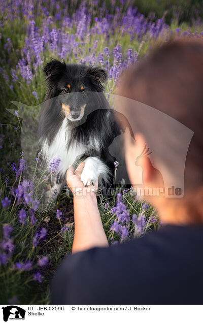 Sheltie / Sheltie / JEB-02596