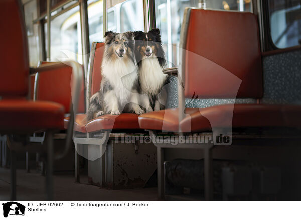 Shelties / JEB-02662