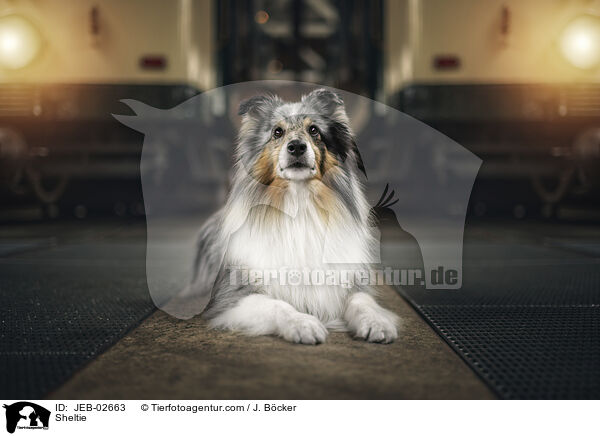 Sheltie / Sheltie / JEB-02663