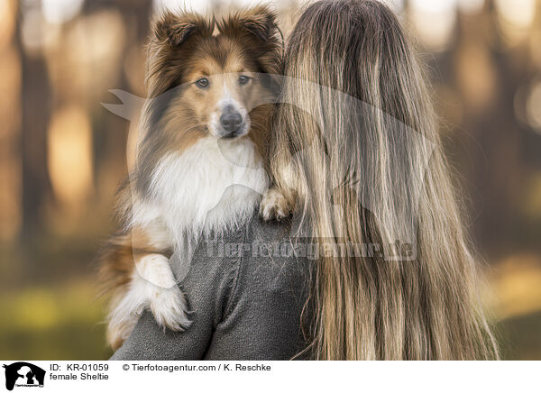 Sheltie Hndin / female Sheltie / KR-01059