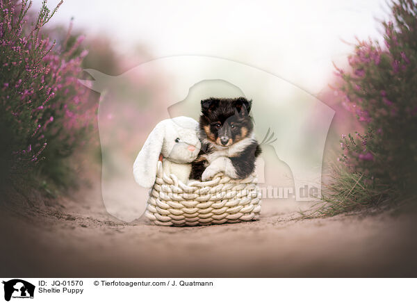 Sheltie Welpe / Sheltie Puppy / JQ-01570
