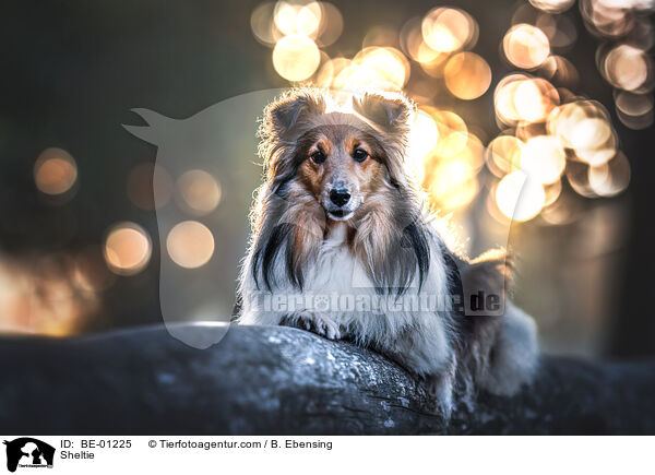 Sheltie / Sheltie / BE-01225