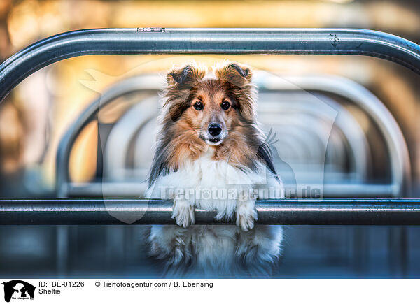 Sheltie / Sheltie / BE-01226