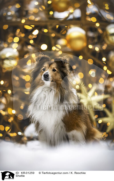 Sheltie / Sheltie / KR-01259