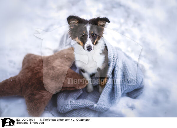 Sheltie / Shetland Sheepdog / JQ-01694