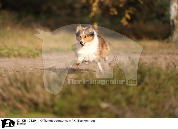 Sheltie / KB-12829
