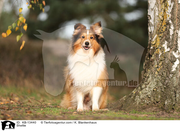 Sheltie / Sheltie / KB-13440