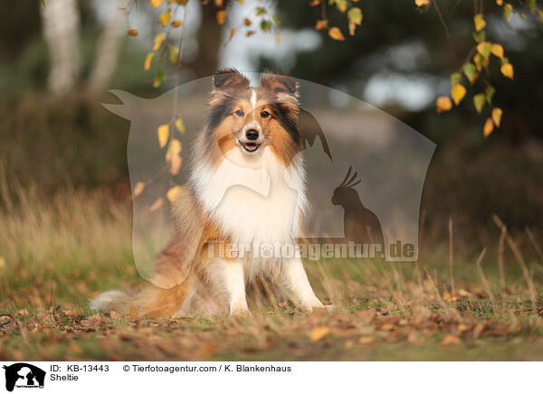 Sheltie / Sheltie / KB-13443