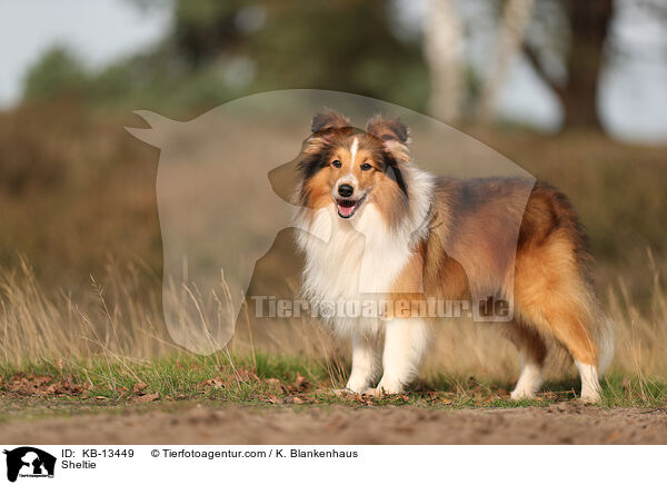 Sheltie / Sheltie / KB-13449