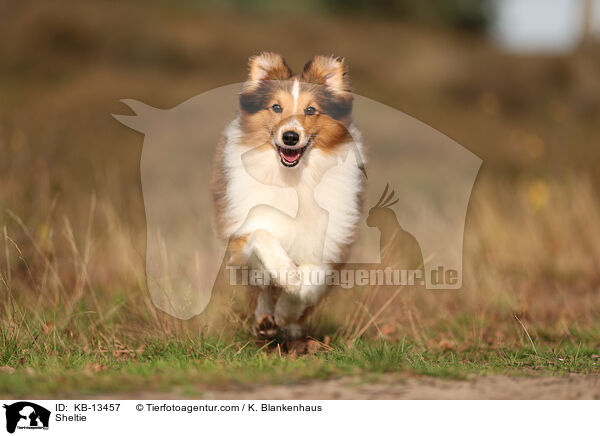 Sheltie / Sheltie / KB-13457