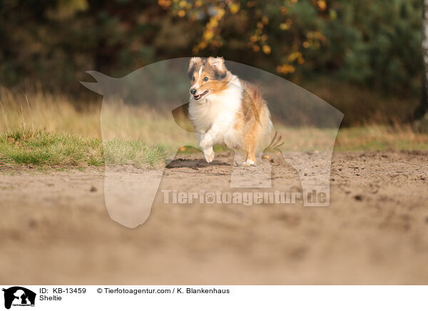 Sheltie / Sheltie / KB-13459