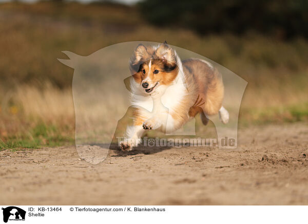 Sheltie / Sheltie / KB-13464