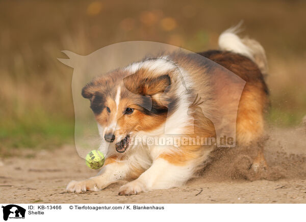 Sheltie / KB-13466