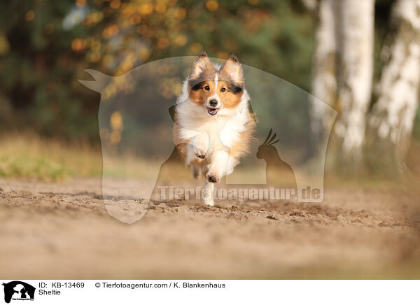 Sheltie / Sheltie / KB-13469