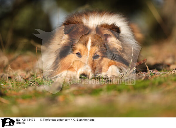 Sheltie / Sheltie / KB-13473