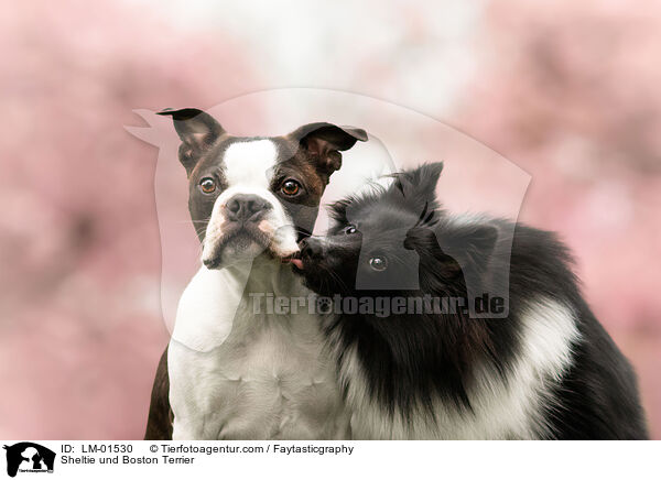 Sheltie und Boston Terrier / Sheltie und Boston Terrier / LM-01530