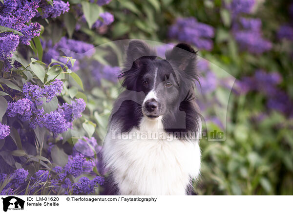 Sheltie Hndin / female Sheltie / LM-01620