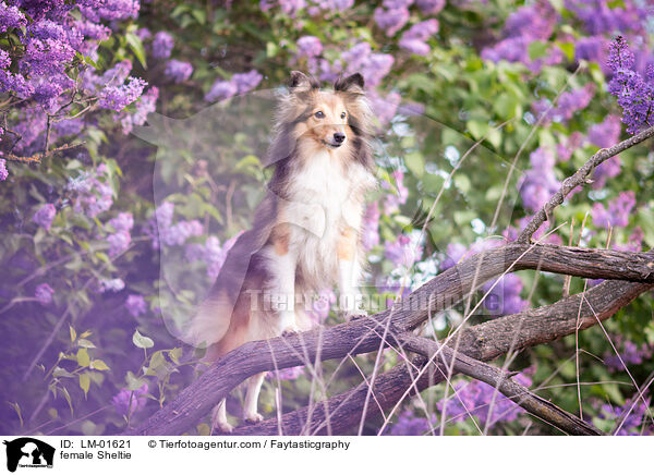 Sheltie Hndin / female Sheltie / LM-01621