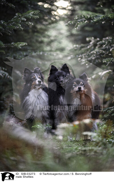 male Shelties / SIB-03273