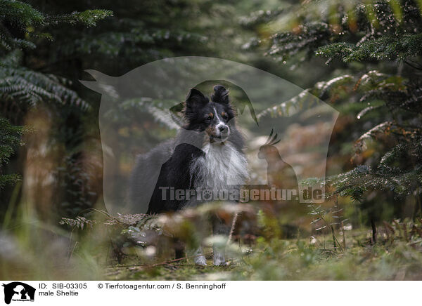 Sheltie R�de / male Sheltie / SIB-03305