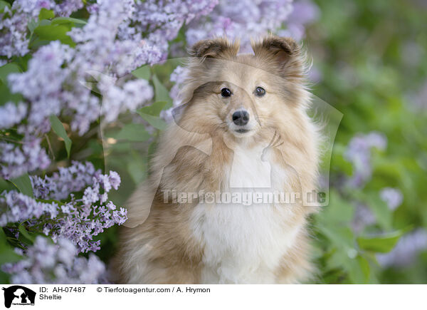 Sheltie / Sheltie / AH-07487