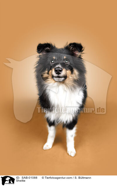 Sheltie / Sheltie / SAB-01088