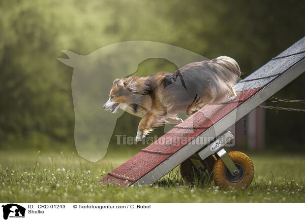 Sheltie / Sheltie / CRO-01243