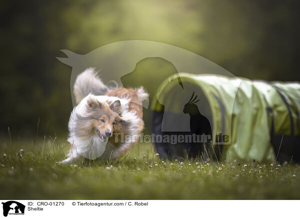 Sheltie / Sheltie / CRO-01270