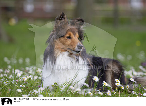Sheltie / Sheltie / JM-22631