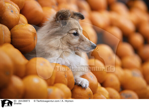 Sheltie / Sheltie / AH-08873