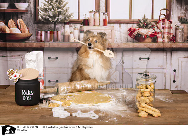 Sheltie / Sheltie / AH-08878
