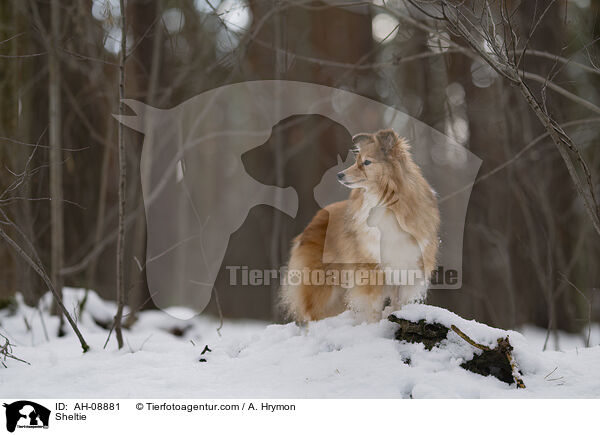 Sheltie / Sheltie / AH-08881