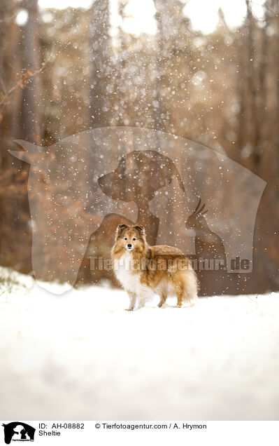 Sheltie / Sheltie / AH-08882