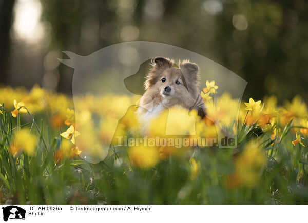 Sheltie / Sheltie / AH-09265