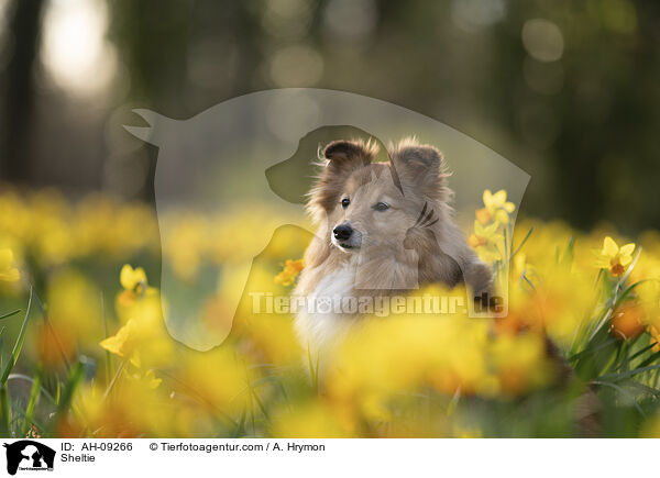 Sheltie / Sheltie / AH-09266