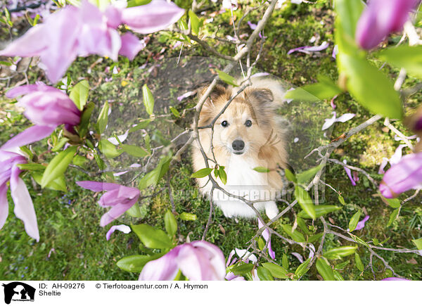 Sheltie / Sheltie / AH-09276