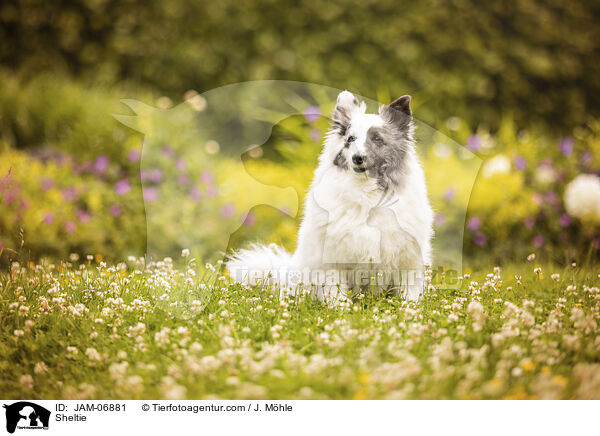 Sheltie / Sheltie / JAM-06881