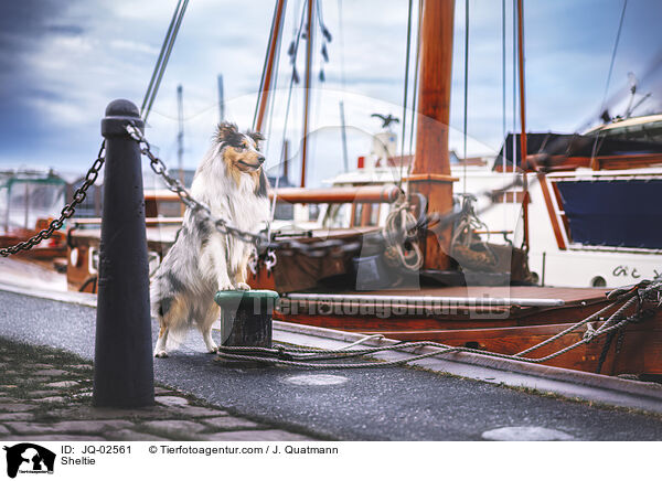 Sheltie / Sheltie / JQ-02561