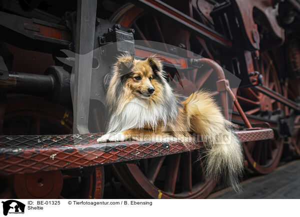 Sheltie / Sheltie / BE-01325