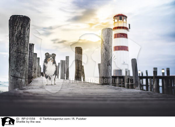 Sheltie am Meer / Sheltie by the sea / RP-01558
