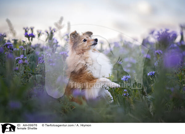 Sheltie H�ndin / female Sheltie / AH-09976