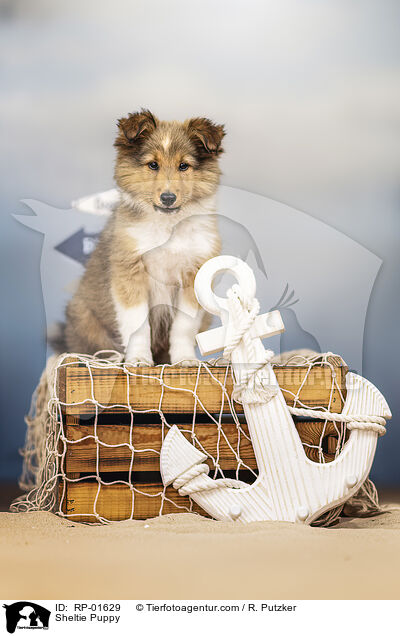Sheltie Welpe / Sheltie Puppy / RP-01629