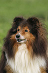 Sheltie Portrait